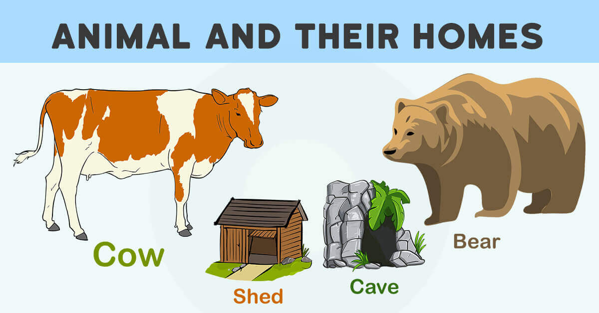 Animal And Their Homes With Pictures, Download Pdf & PPt