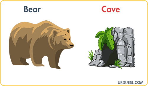 Bear Lives In Cave, Animal And Their Homes