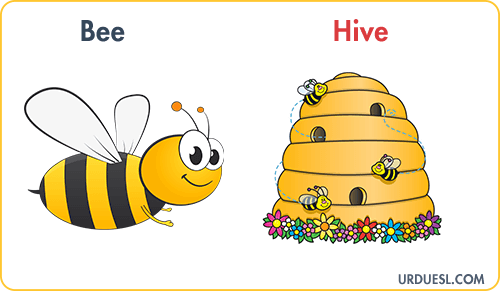 Bee Lives In Hive, Animal And Their Homes