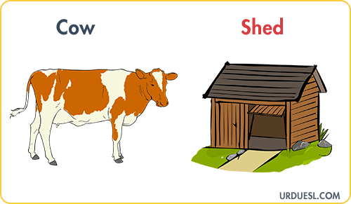 Cow Lives In Shed, Animal And Their Homes