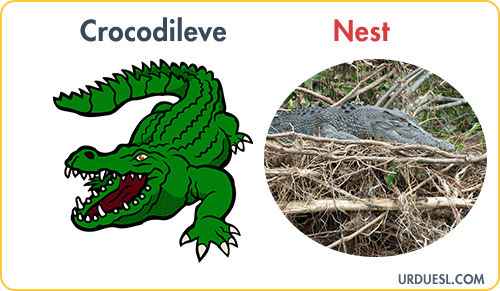 Crocodile Lives In Nest, Animal And Their Homes