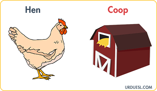 Hen Lives in Coop, Animal And Their Homes