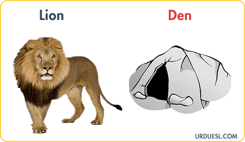 Lion Lives In Den, Animal And Their Homes