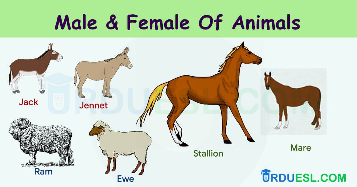 Masculine And Feminine Gender Of Animals List Ultimate Gender List Urduesl Com