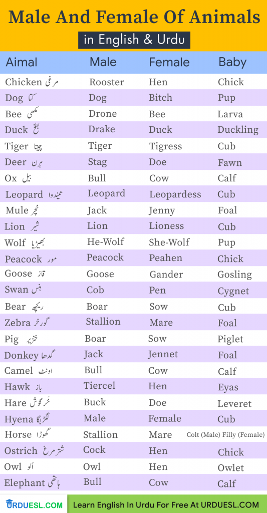 Masculine And Feminine Gender Of Animals And Babies Name In Urdu and English