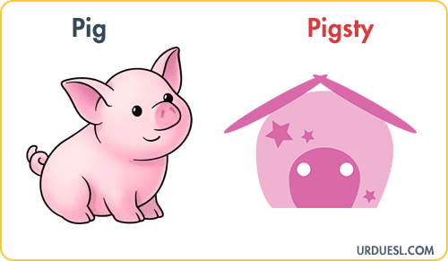 Pig Lives In Pigsty, Animal And Their Homes