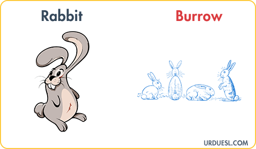 Rabbit Lives In Burrow, Animal And Their Homes