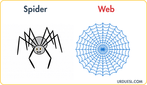 Spider Lives In Web, Animal And Their Homes