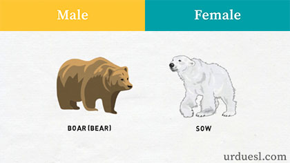 Masculine and Feminine Gender of Animals - Male and Female Animals