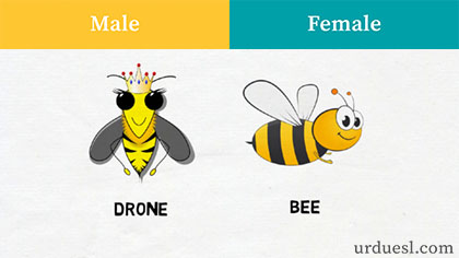masculine and feminine of bee