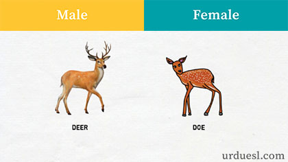 masculine and feminine of deer,Male And Female Of Animals