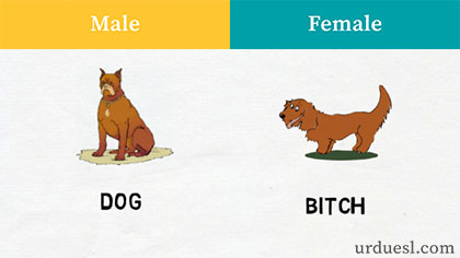 masculine and feminine of dog,Male And Female Of Animals