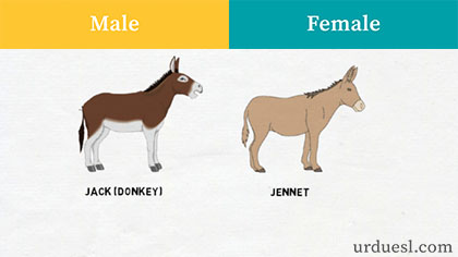 What is the opposite gender of stag