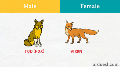 masculine and feminine of fox,Male And Female Of Animals