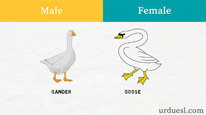 masculine and feminine of goose,Male And Female Of Animals