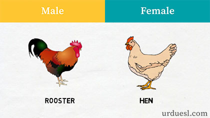 Male And Female Of Animals