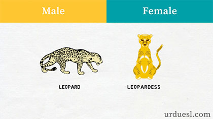 Male And Female Of Animals