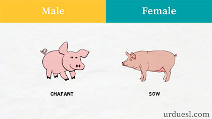 masculine and feminine of pig, Male And Female Of Animals