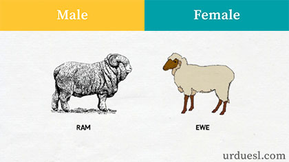 masculine and feminine of sheep, Male And Female Of Animals
