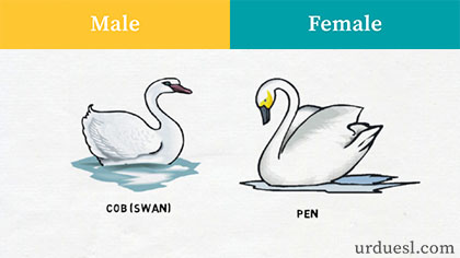 masculine and feminine of swan, Male And Female Of Animals, Male And Female Names Of Animals