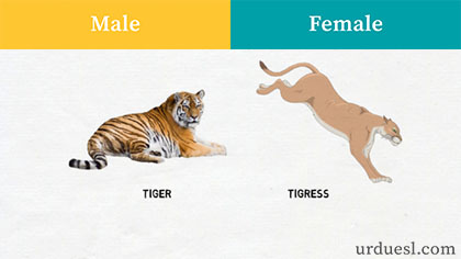 masculine and feminine of tiger