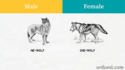 masculine and feminine of wolf, Male And Female Names Of Animals