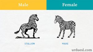 List of Masculine and Feminine Nouns for Animals - Durant Bould2001