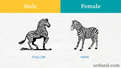 masculine and feminine of zebra