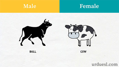 masculine of cow, Male And Female Names Of Animals