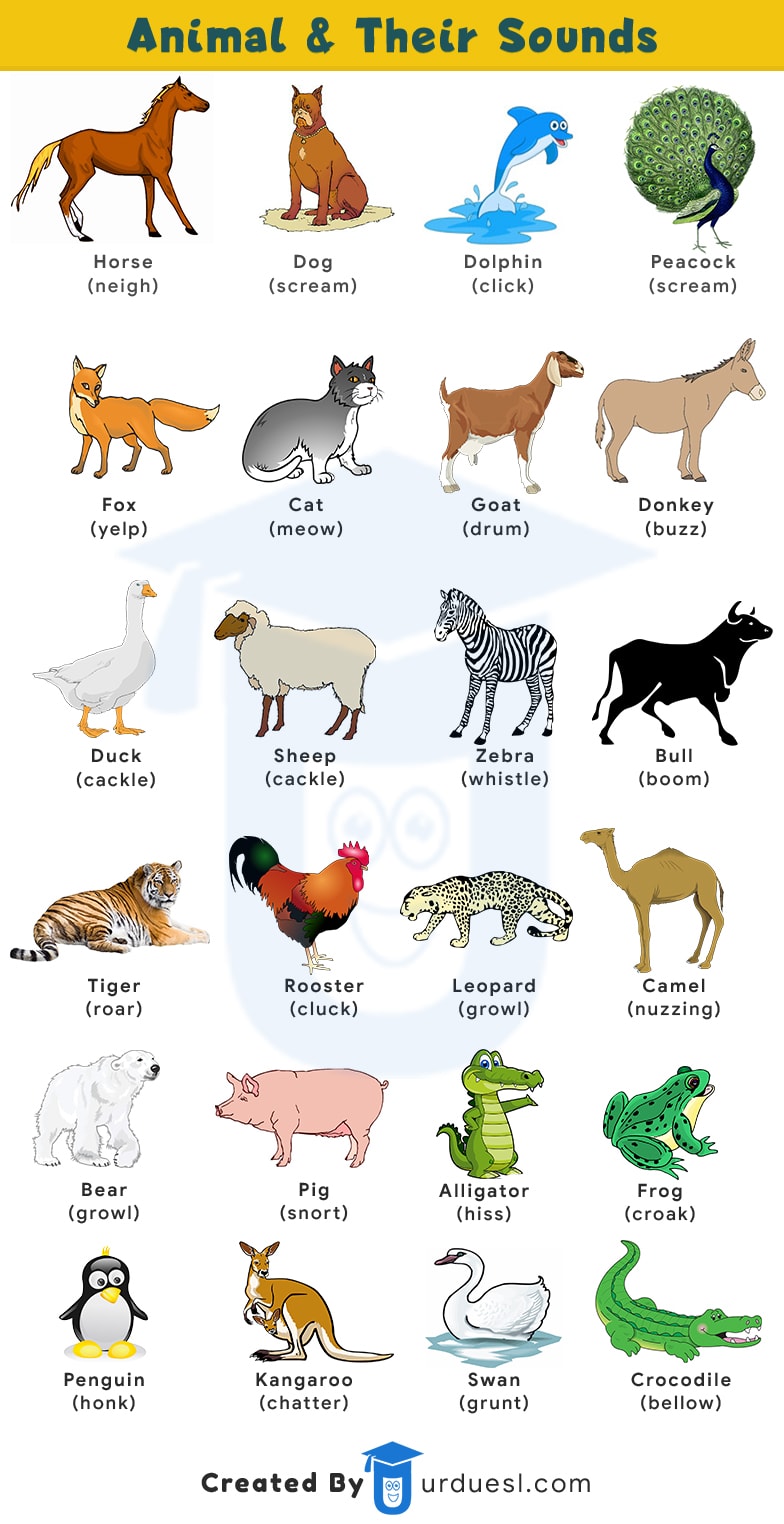 Sounds of Animals List with Words that Describe those Sounds