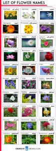 List of Flowers Name in English and Urdu with Pictures - Download PDF