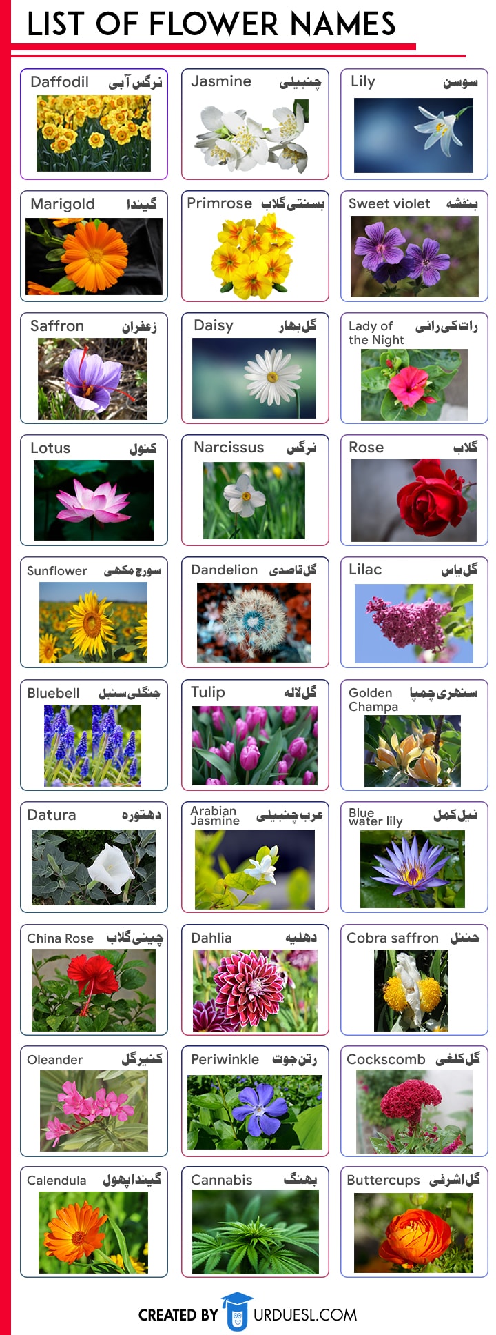 Flowers Name In English And Urdu