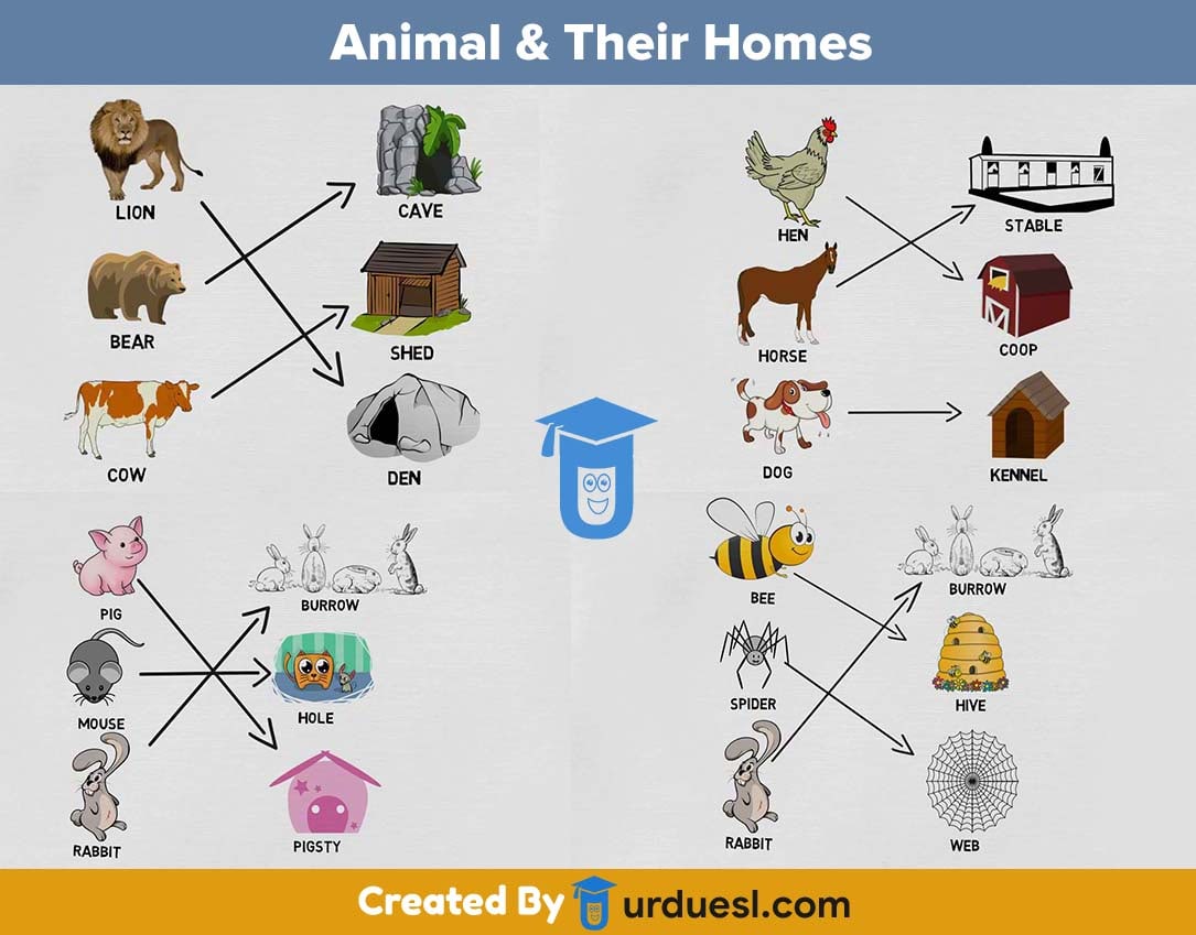 Homes of Animals with Names and Pictures - Download pdf