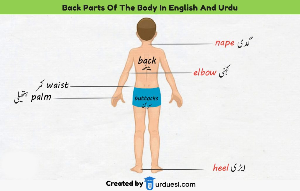 Parts of Body Names in English and Urdu with Pictures ...