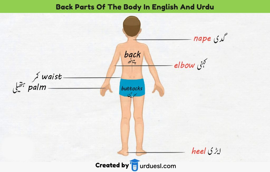 parts-of-body-names-in-english-and-urdu-with-pictures-download-pdf