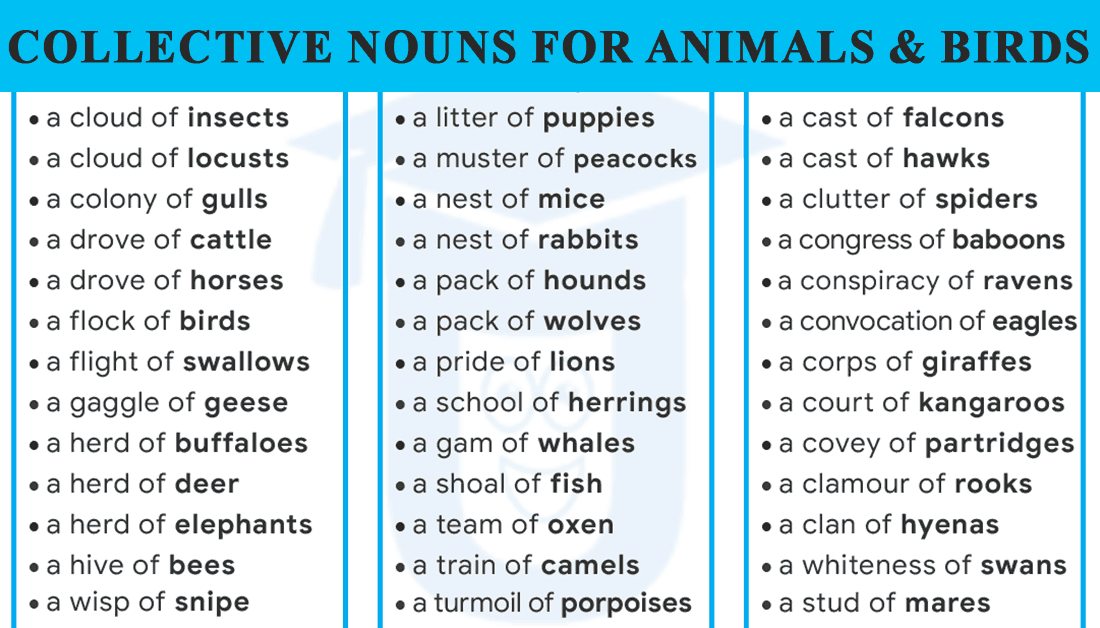 Read more about the article List of 70+ Collective Nouns for Animals and Birds