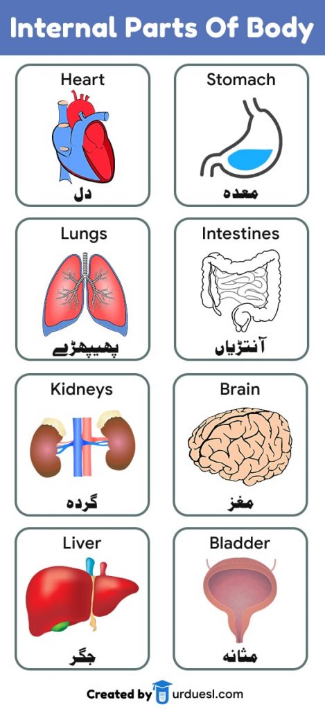 Parts of Body Names in English and Urdu with Pictures - Download PDF