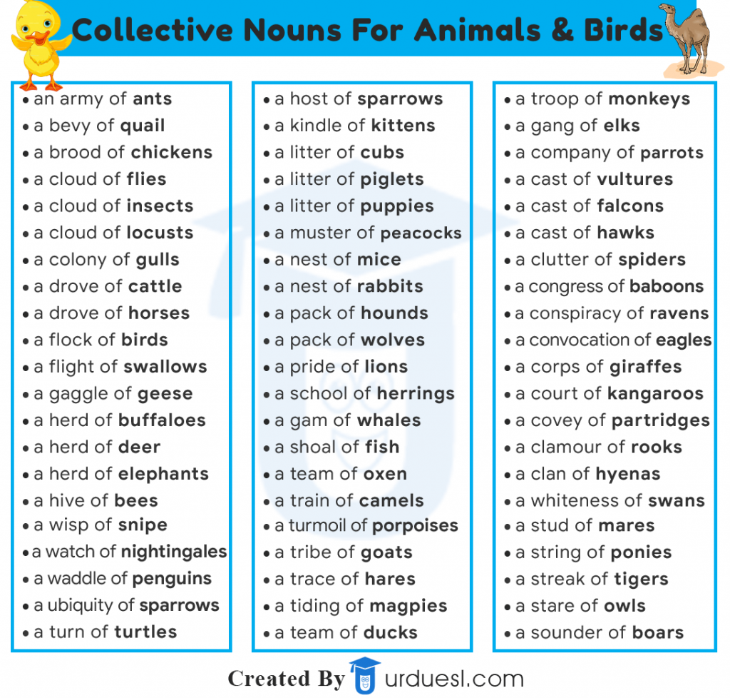 list of colective nouns for animals and birds