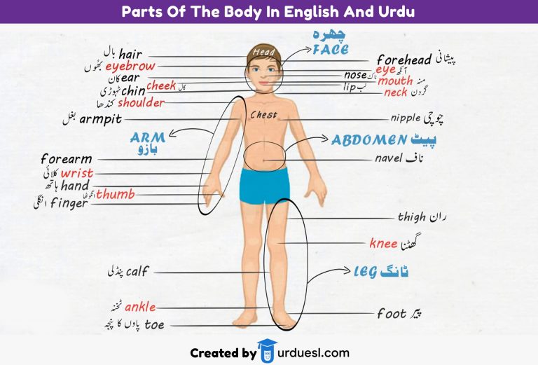 parts-of-body-names-in-english-and-urdu-with-pictures-download-pdf