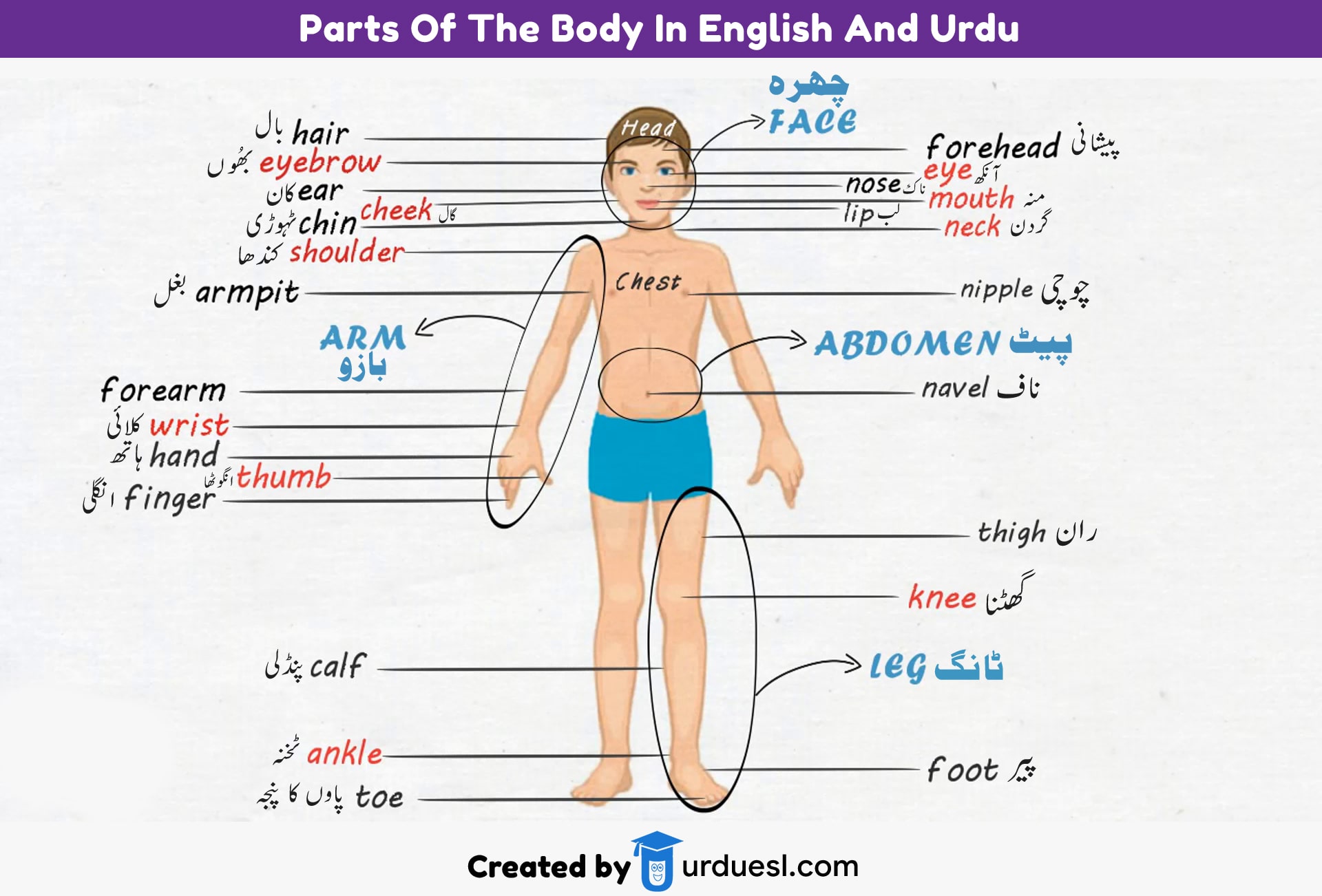 Parts of Body Names in English and Urdu with Pictures Download PDF