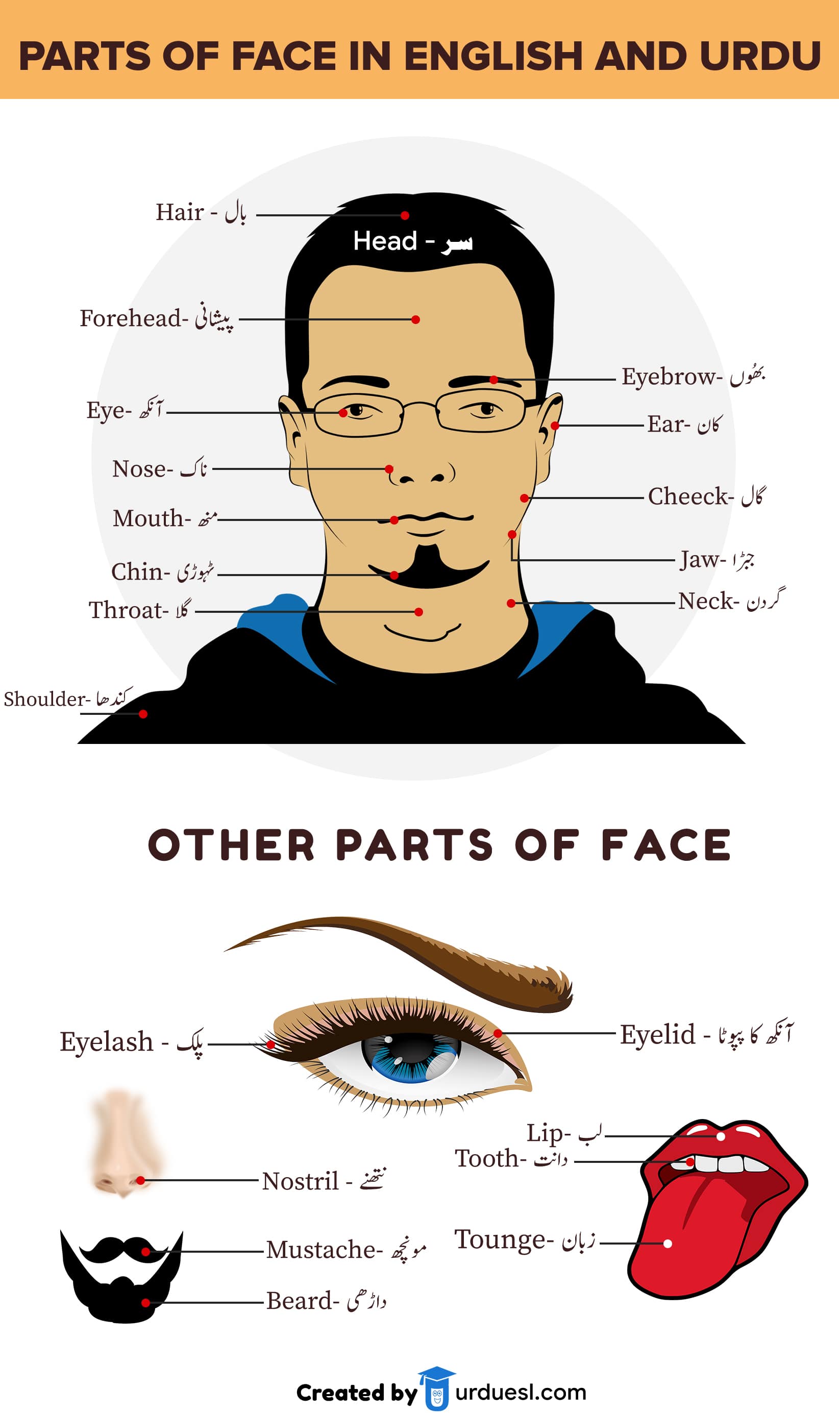 Parts Of Body Names In English And Urdu With Pictures Download PDF parts-of-body-names-in-english-and-urdu-with-pictures-download-pdf