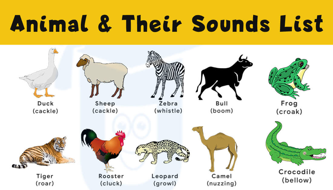 Sounds Of Animal And Birds Ultimate List Urduesl Com