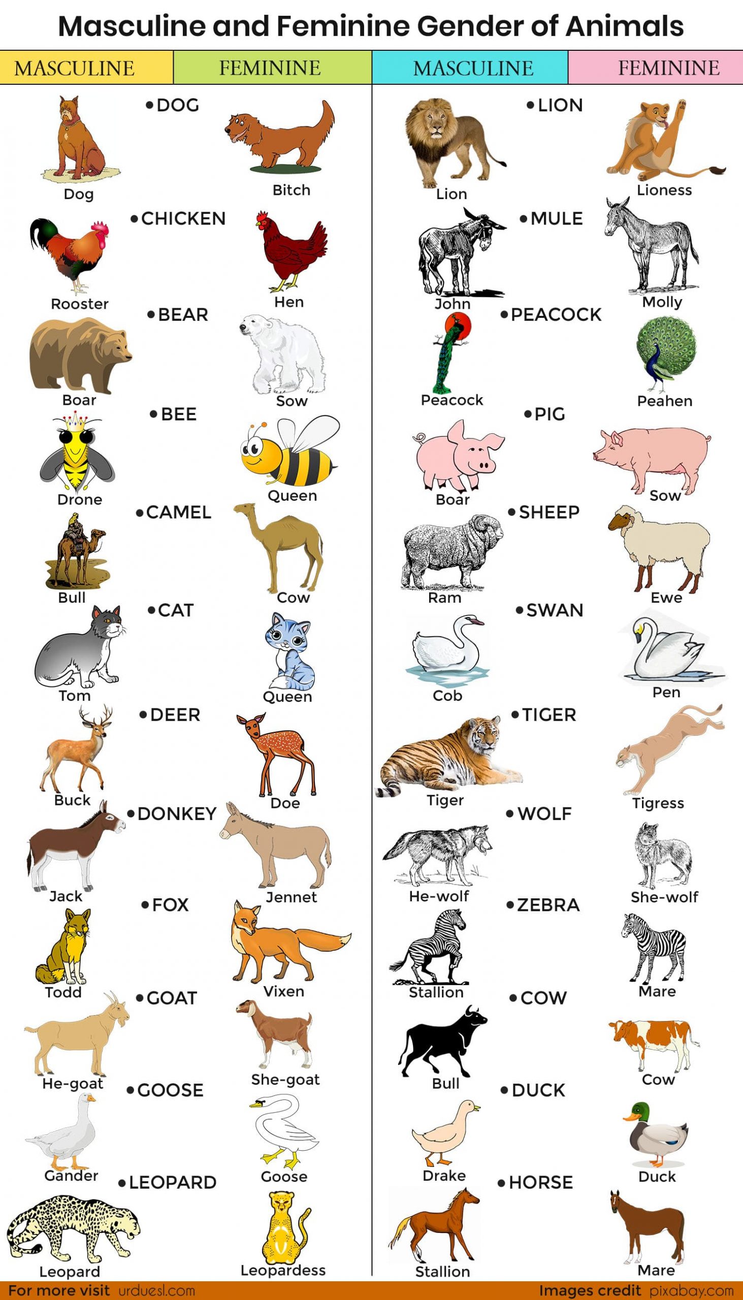 Masculine and Feminine Gender of Animals - Male and Female Animals