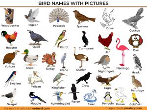 Read more about the article A to Z Bird Names List in English with Pictures – Download in Pdf