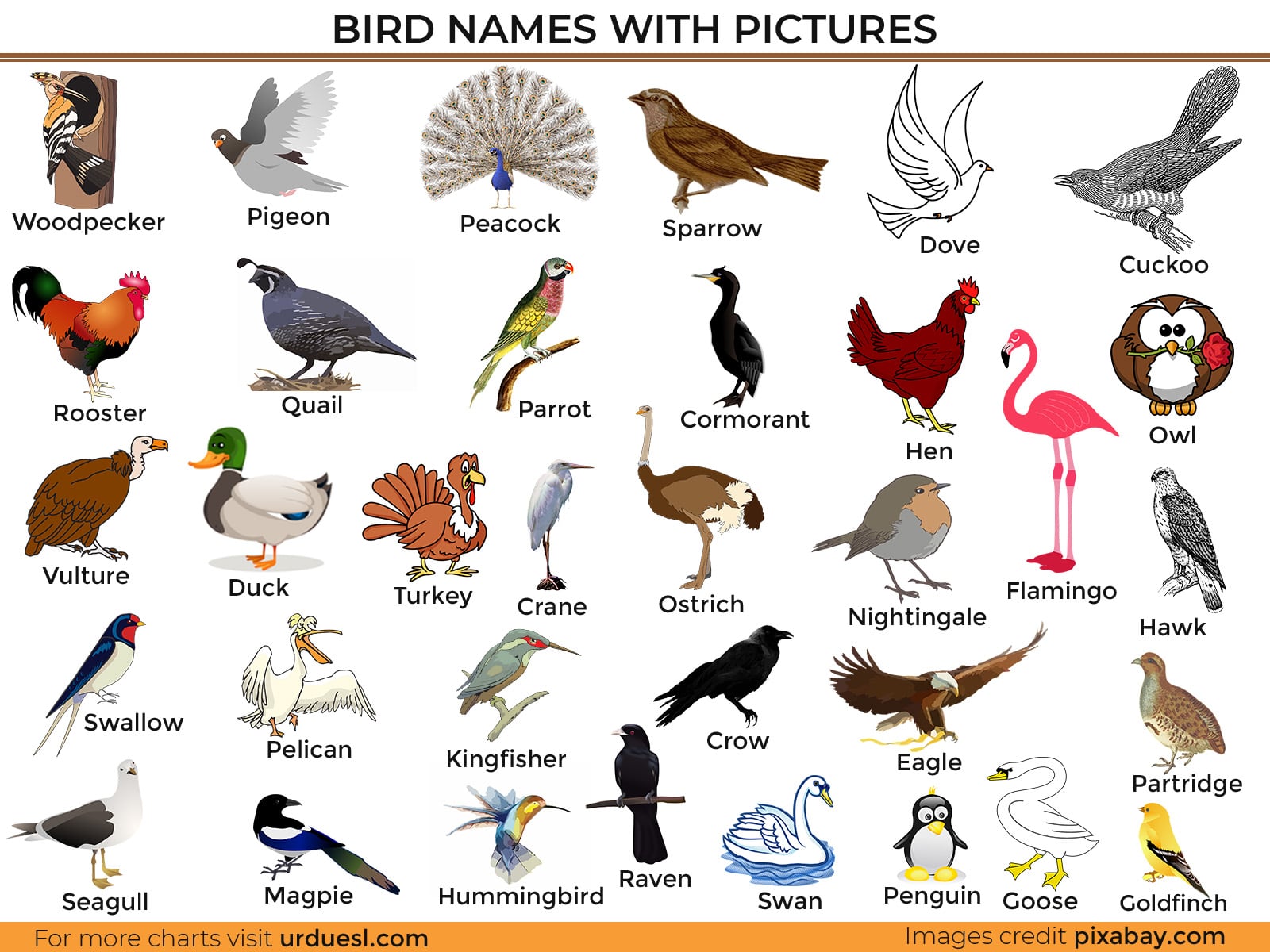 A to Z Bird Names List in English with Pictures - Download in Pdf
