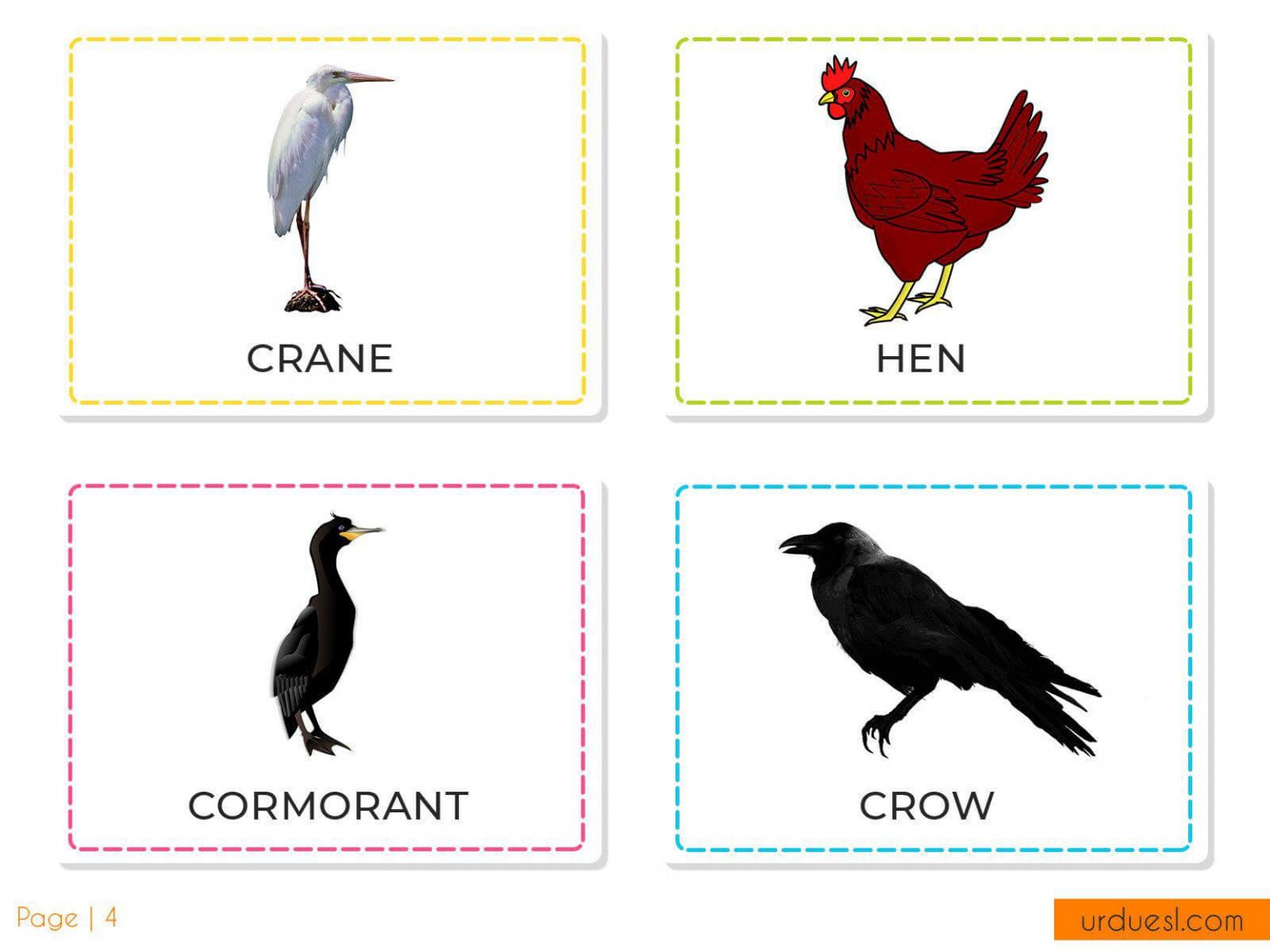 A to Z Bird Names List in English with Pictures - Download in Pdf