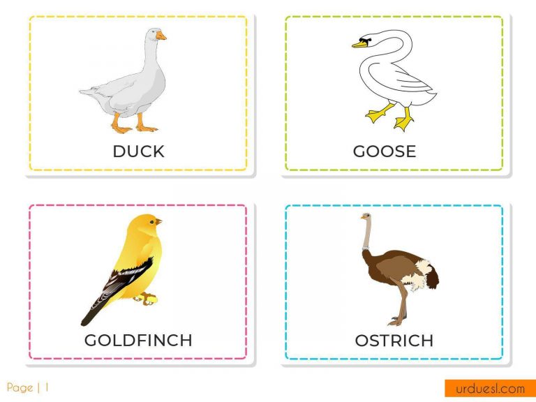 A to Z Bird Names List in English with Pictures - Download in Pdf