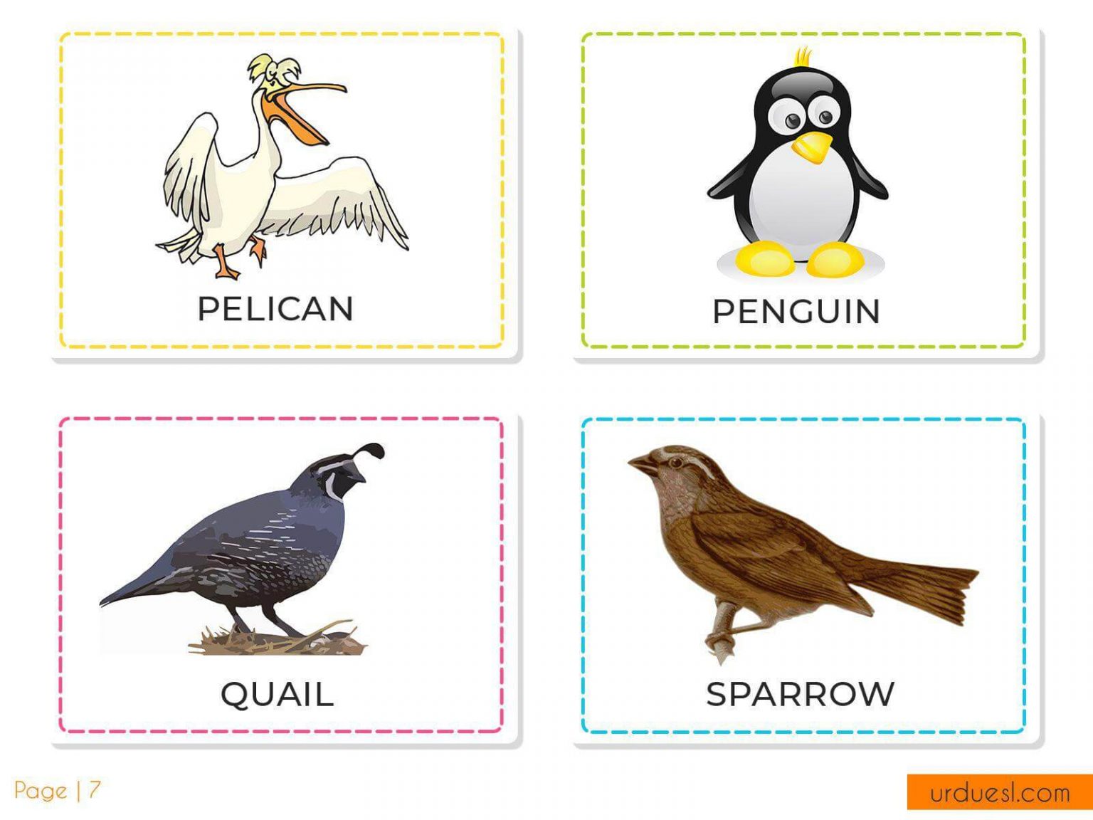 A To Z Bird Names List In English With Pictures - Download In Pdf