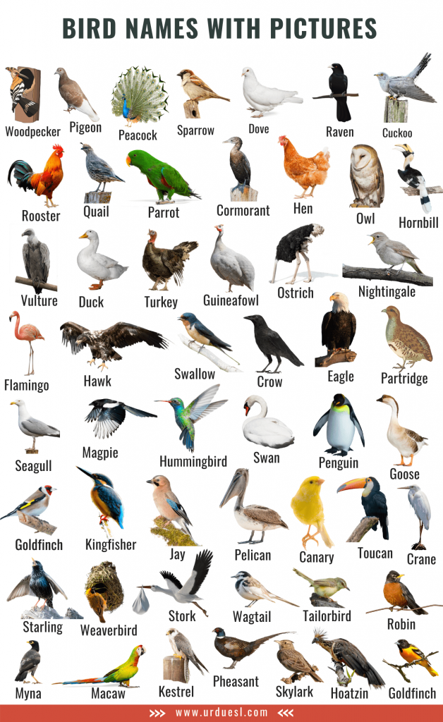 Bird names in English with their pictures