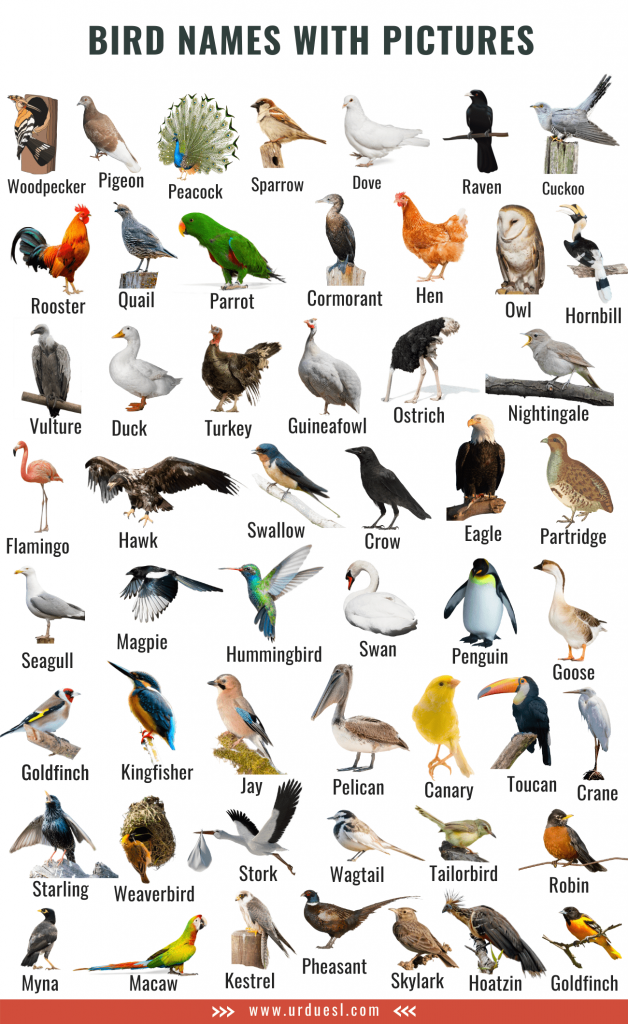 all birds chart